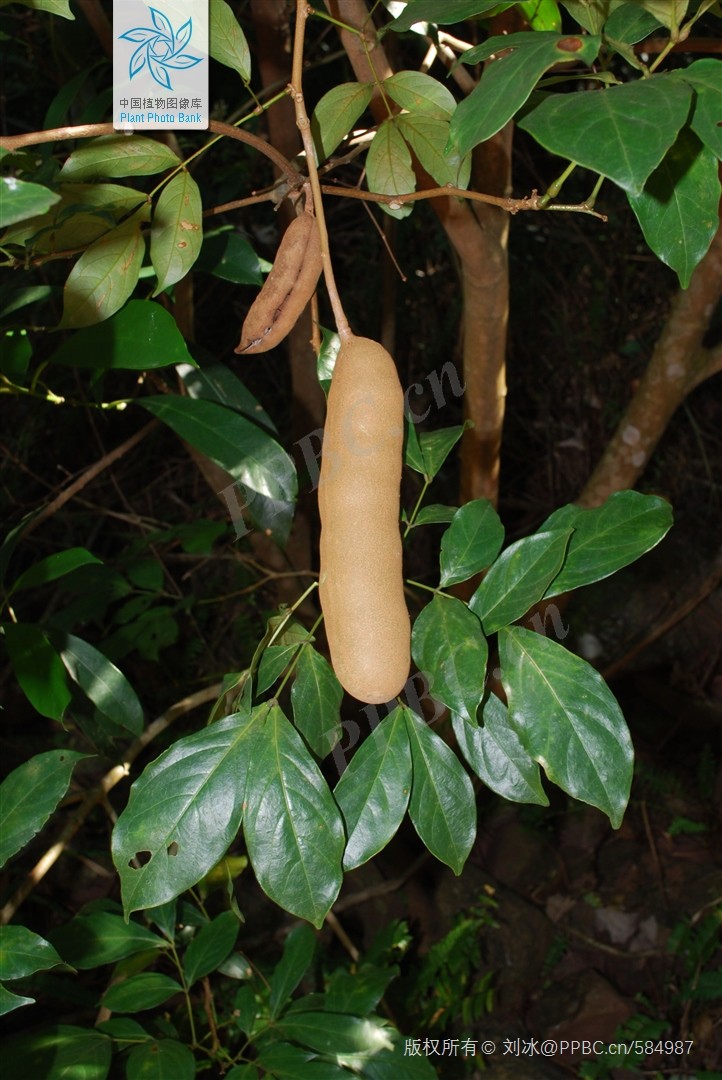 Phân mã chevalieri